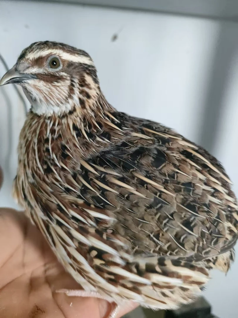 斗鹌鹑活体宠物斗架鹌鹑