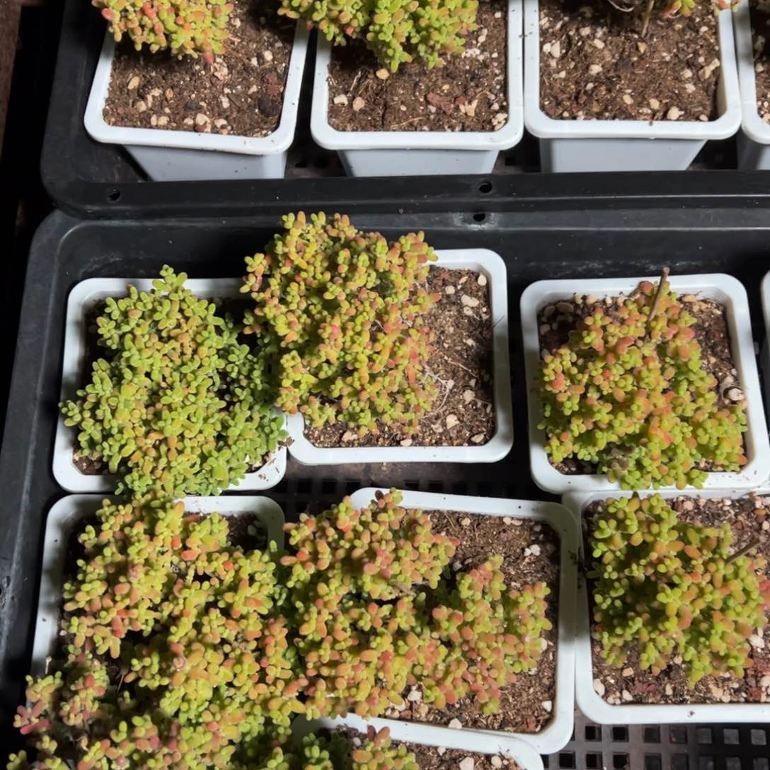 10白方东边蜜橘老桩