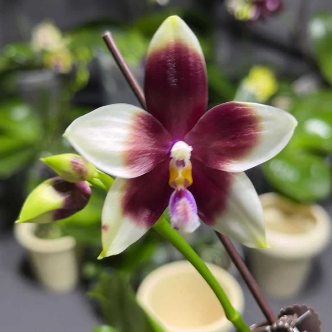 完全开放2.5寸yc41开花株