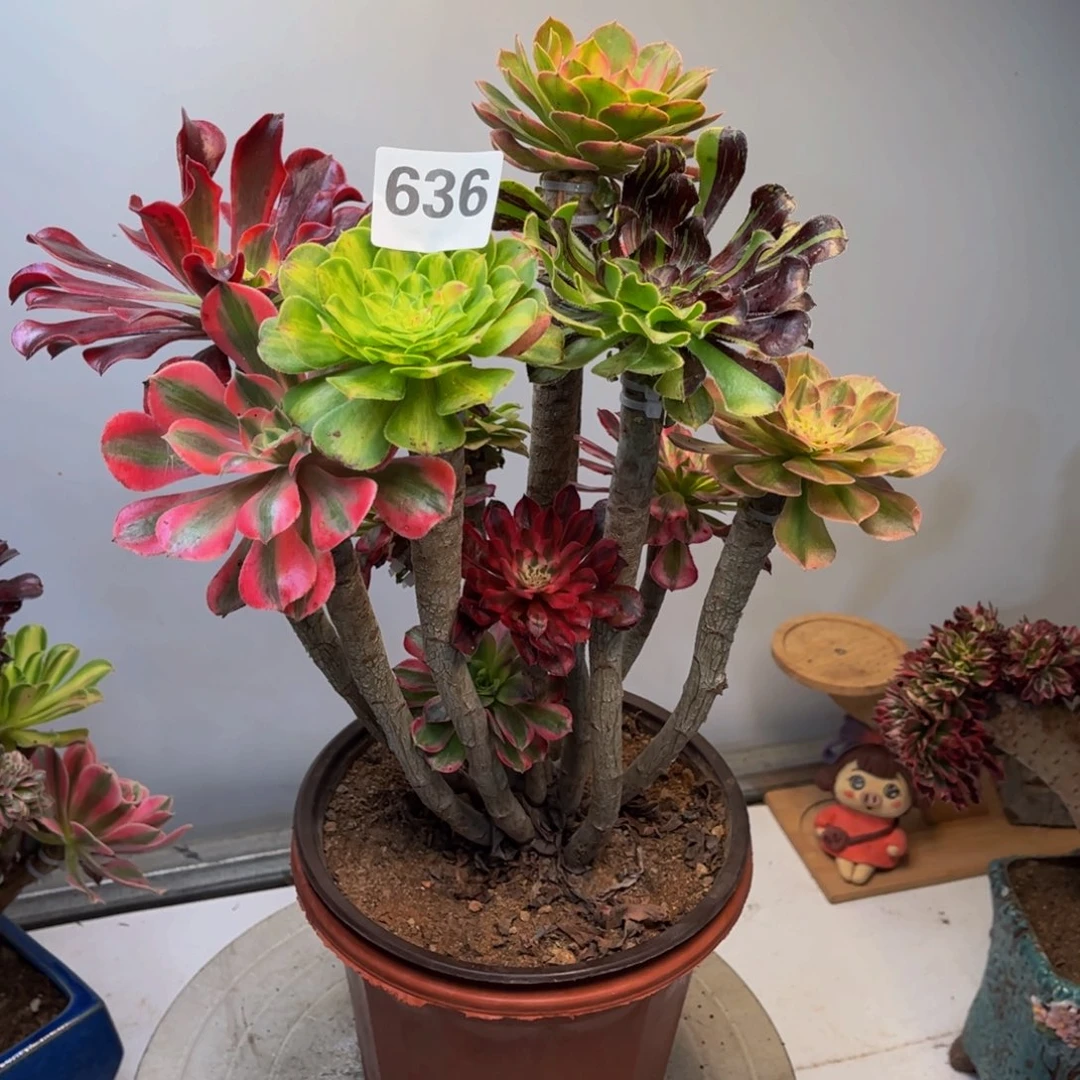 多肉植物嫁接636法师