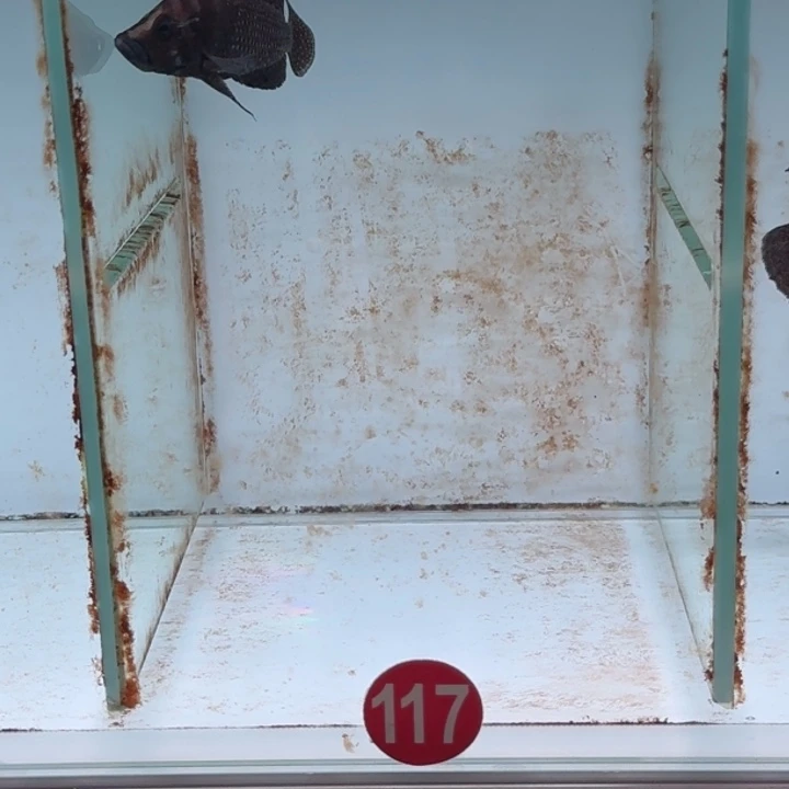 海水鱼三湖慈鲷黑喷虎