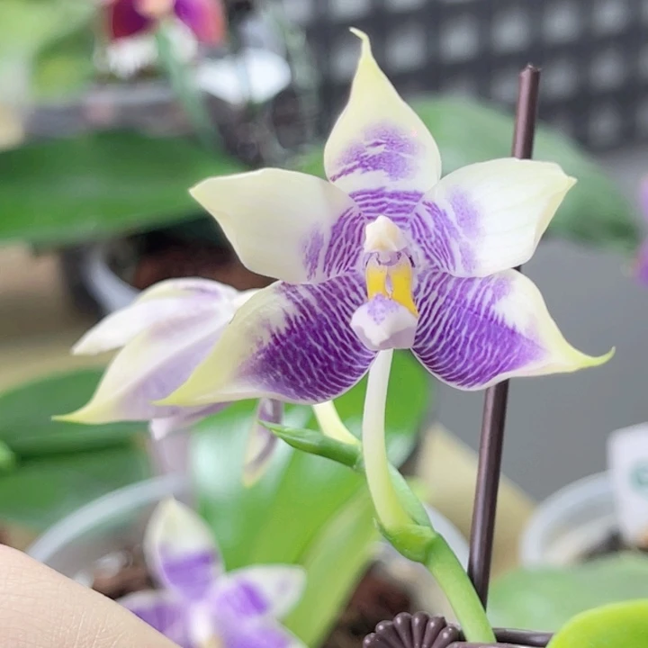 完全开放2.5JG2327-297