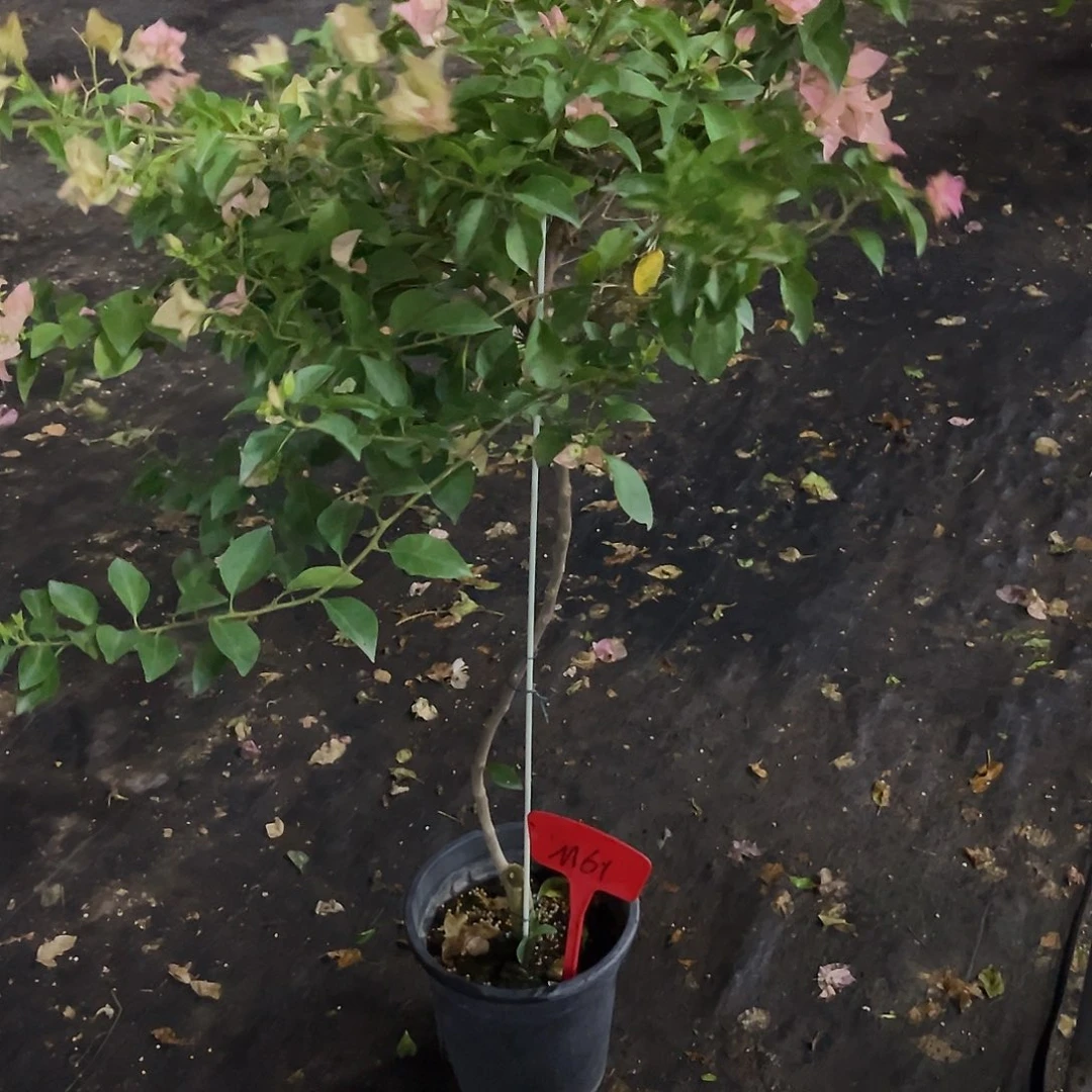 当前无花栽培后可以开花浮**生M61卡亚塔