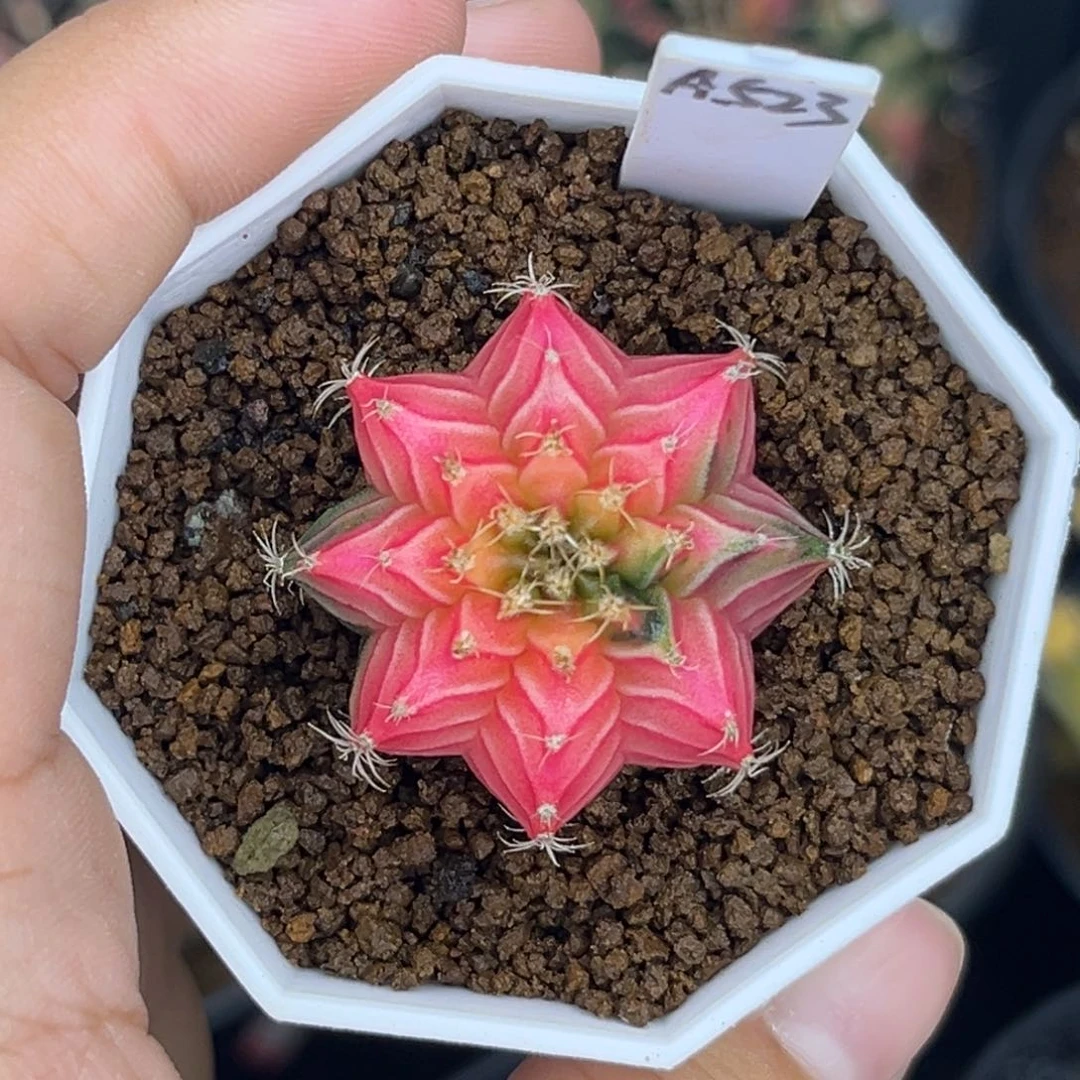 A523    带盆土发货