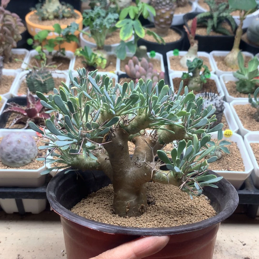 黑鬼殿厚敦菊多肉脱土