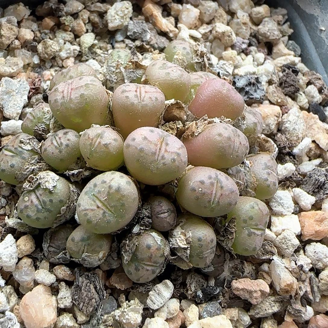 哈哈哈哈哈哈哈49381