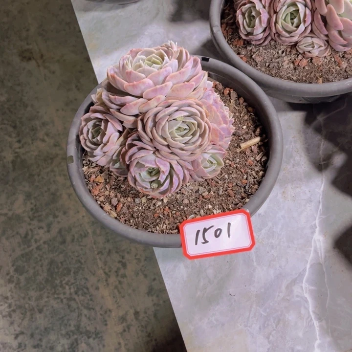 浅*1501蓝色惊喜