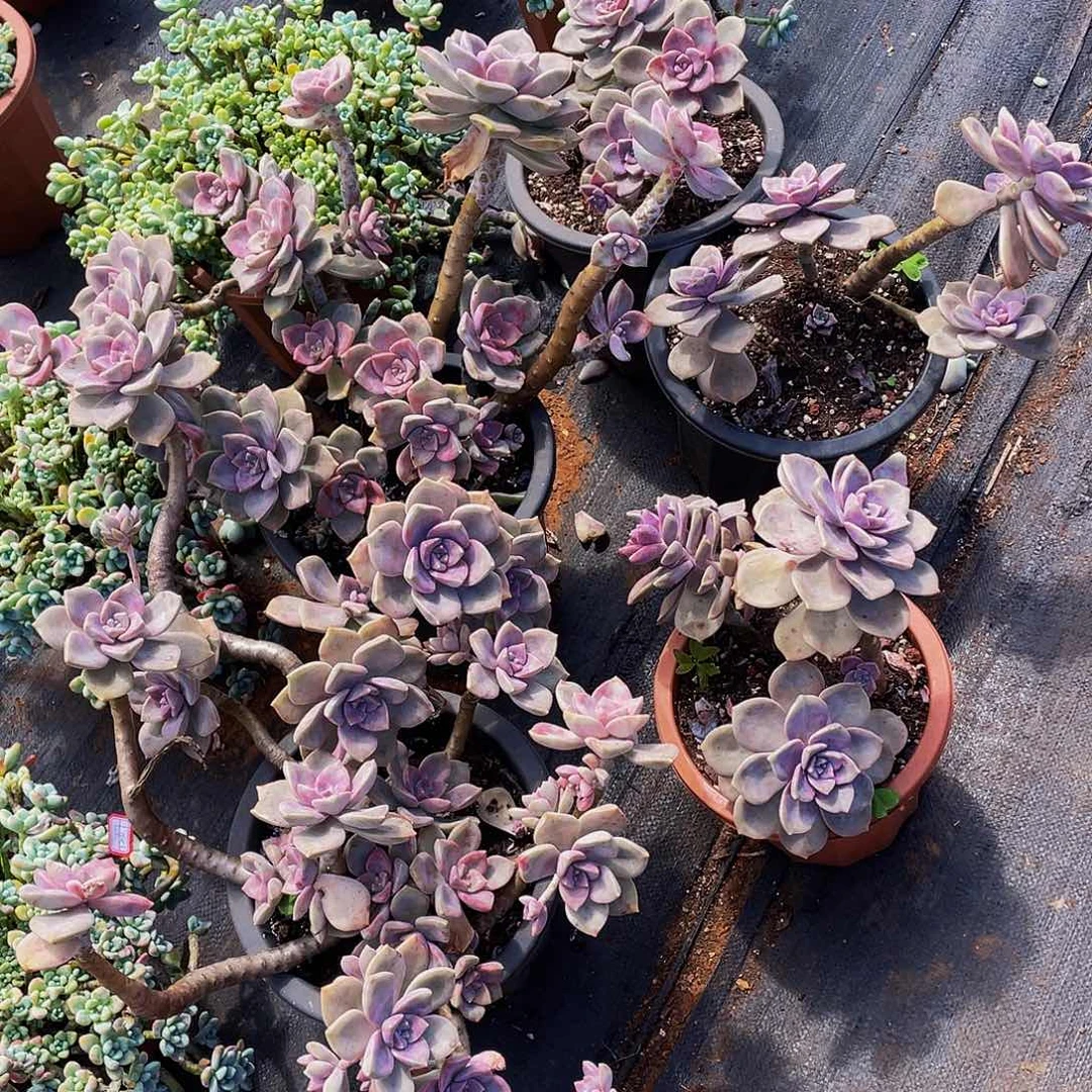 紫乐，29.8一堆老桩多肉群生