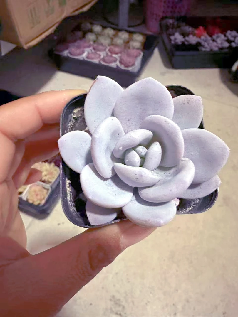 精控雪莲多肉植物 （满9.9元包邮发货）