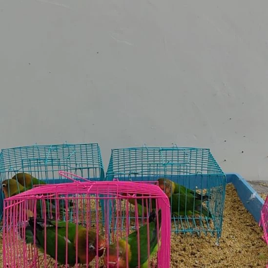 虎皮鹦鹉牡丹鹦鹉鹦鹉2只