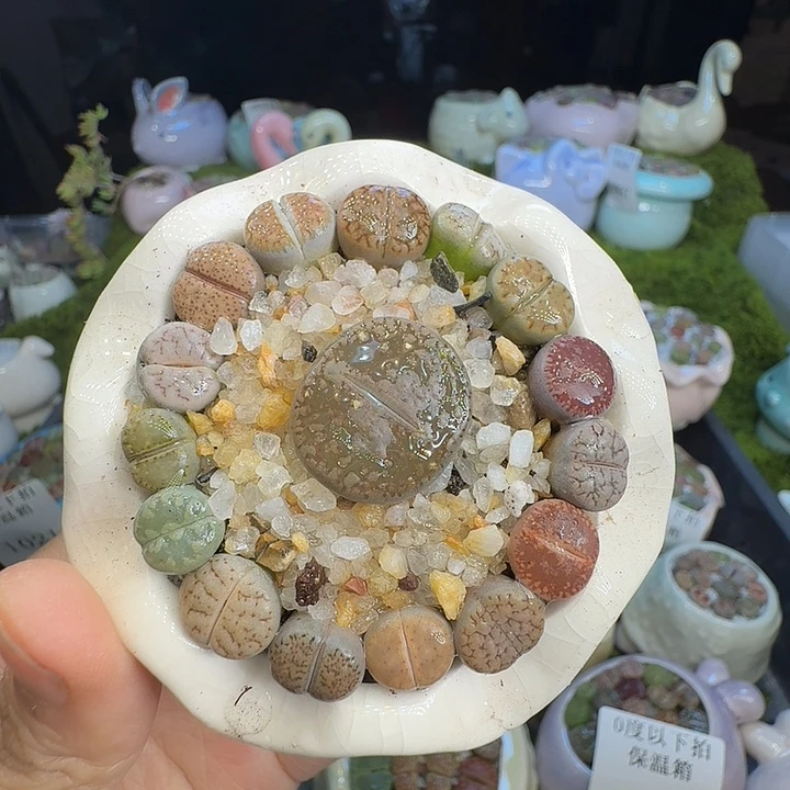 ****乐多肉植物福利冲1044