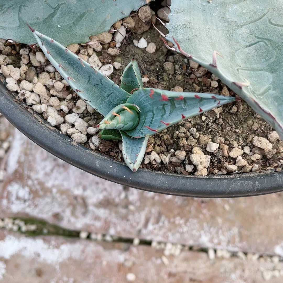 超赖光小苗龙舌兰包邮