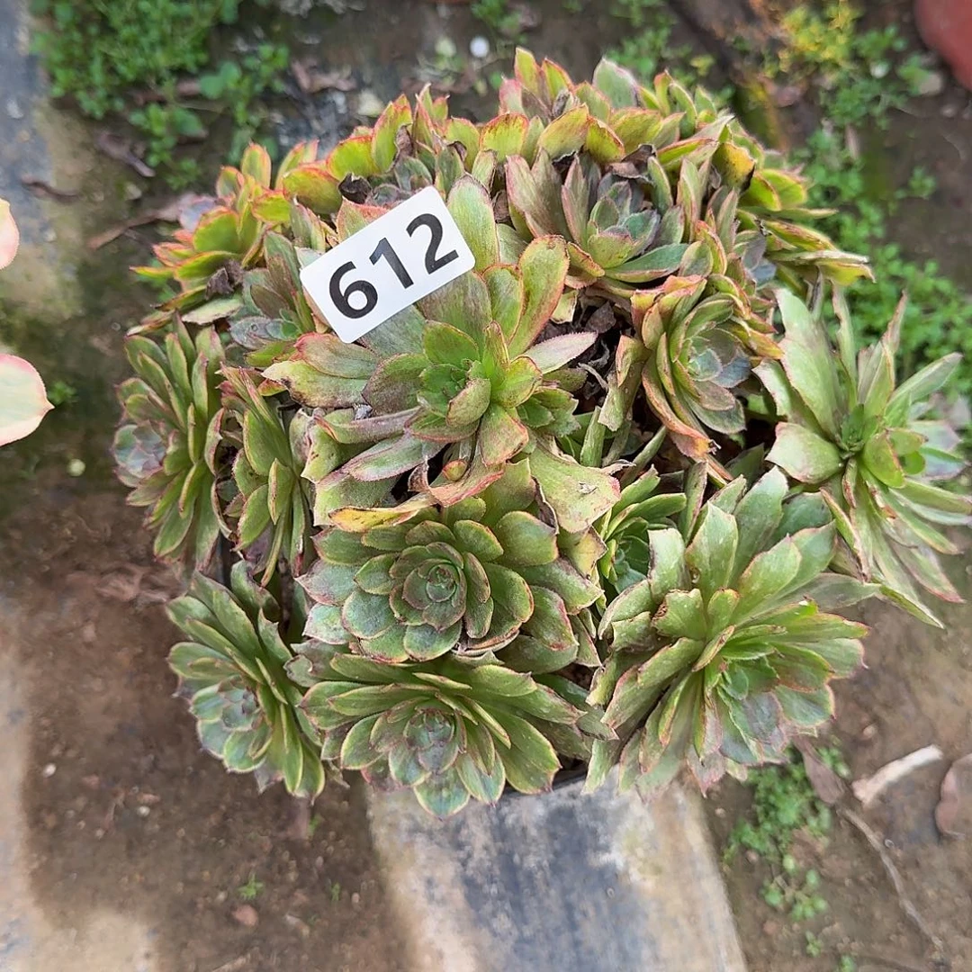 多肉植物干枯玫瑰612