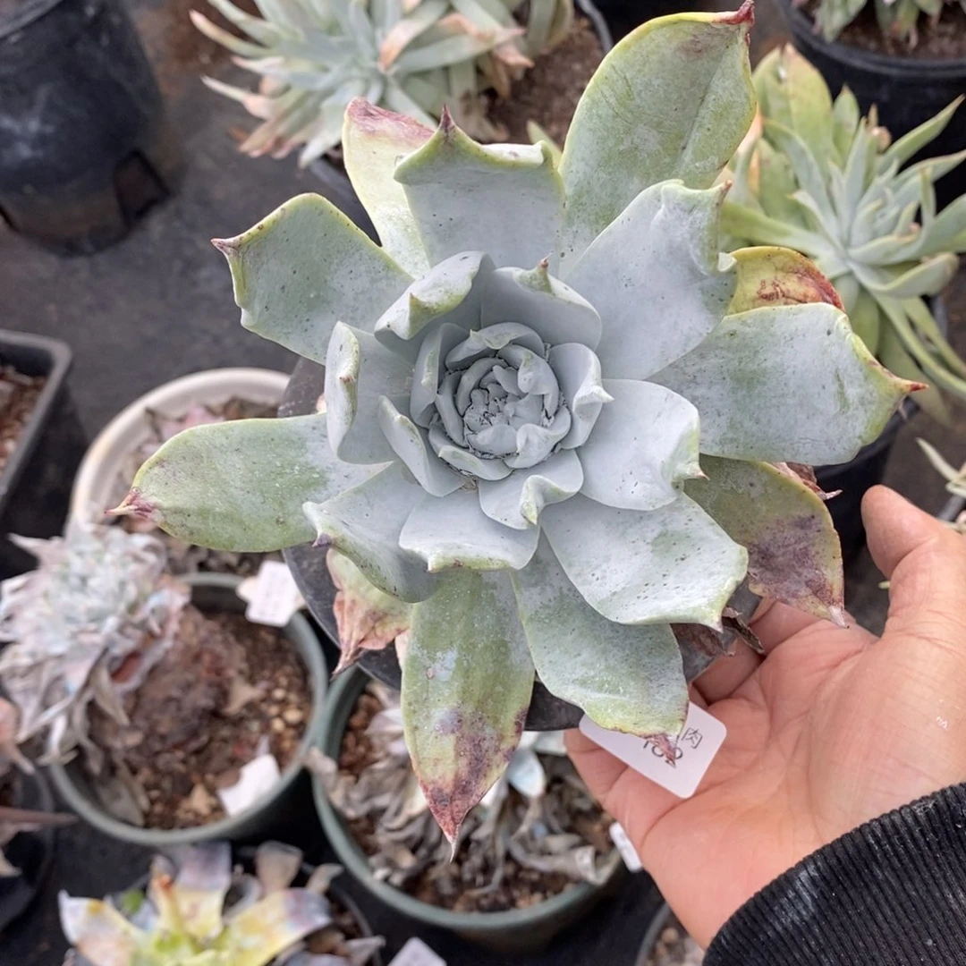 182号普西小可爱呀