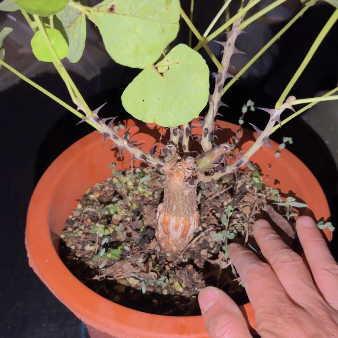 番***友块根植物块根植物