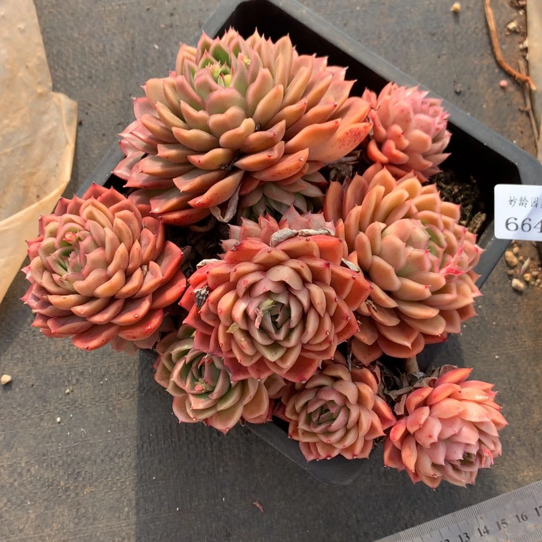   664杂交精品基地20厘米