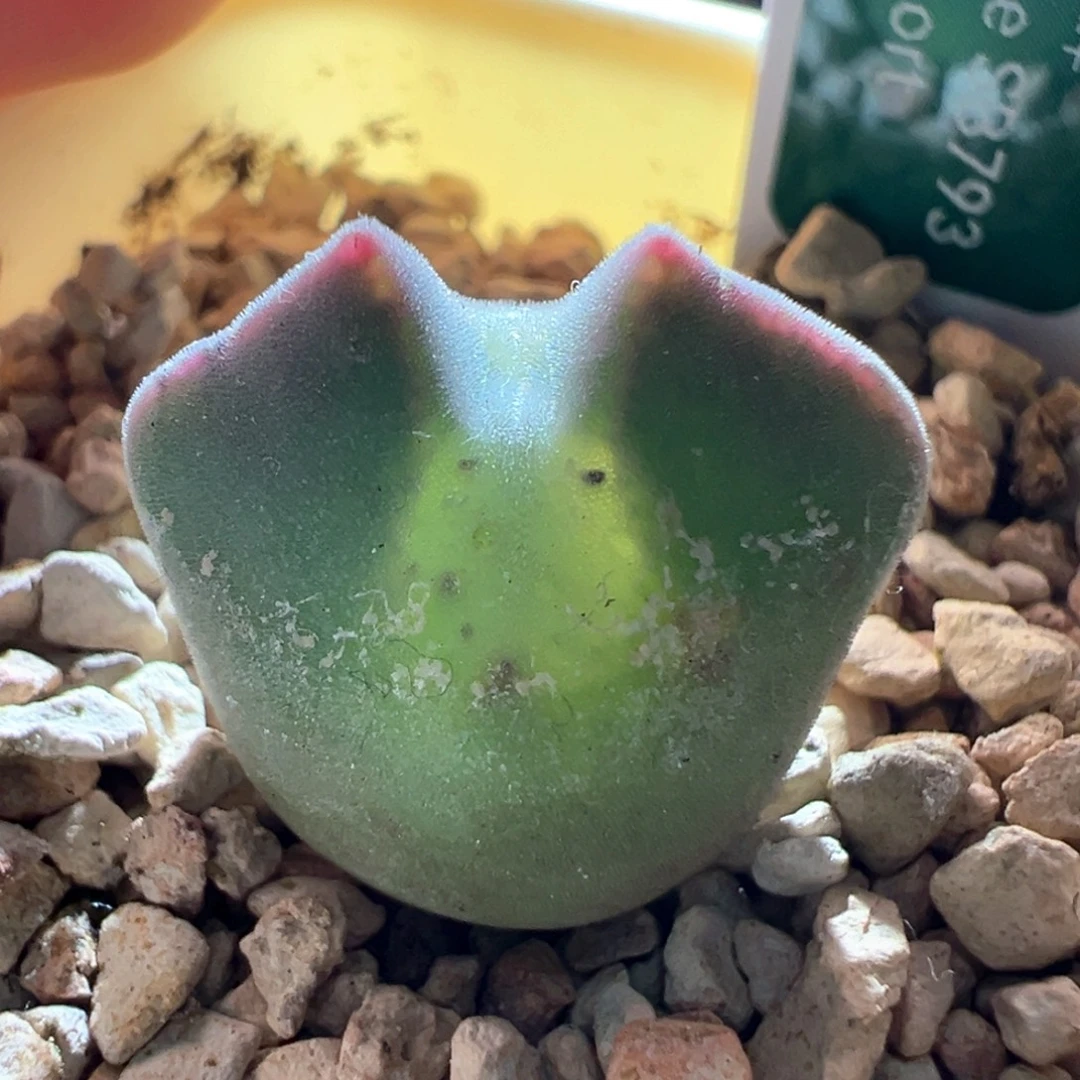 w186。青蛙3年大眼睛 1.8cm 尖尖耳 带盆土带标签折后价