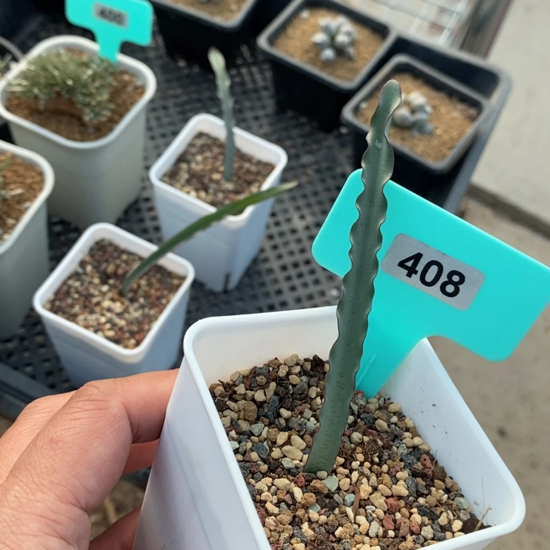 波叶雪莲产地多肉植物