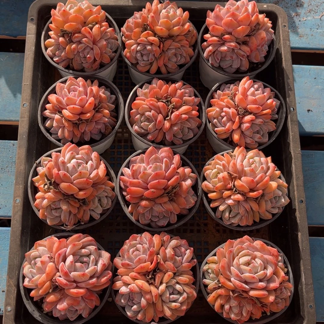 带盆发  657号新疆西藏内蒙古不包邮