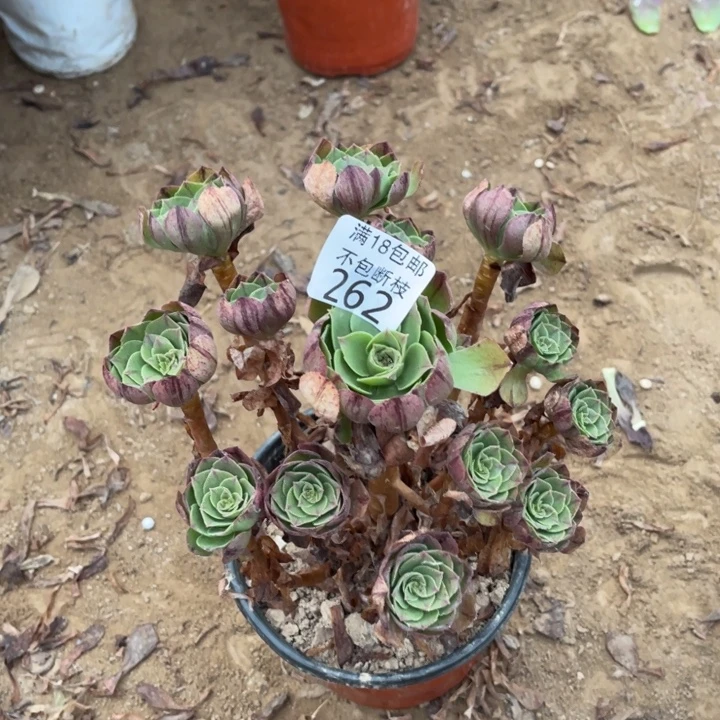 262万拉丝手捧1号棚