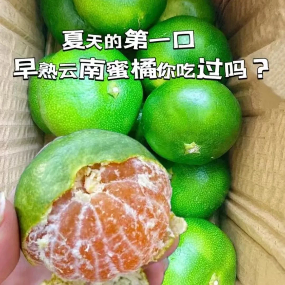 【口感偏酸】云南蜜桔青皮当季蜜桔孕妇水果整箱农机种植