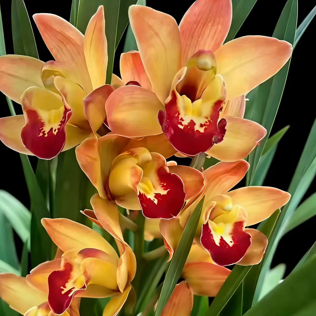 金镶玉室内外好养的大花蕙兰高档绿植花卉盆栽