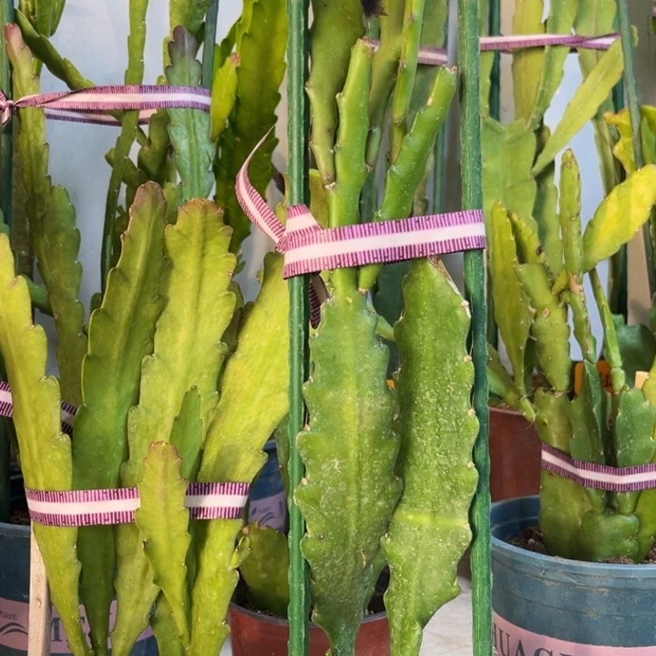 当前无花栽培后可以开花心**阳热情沙漠