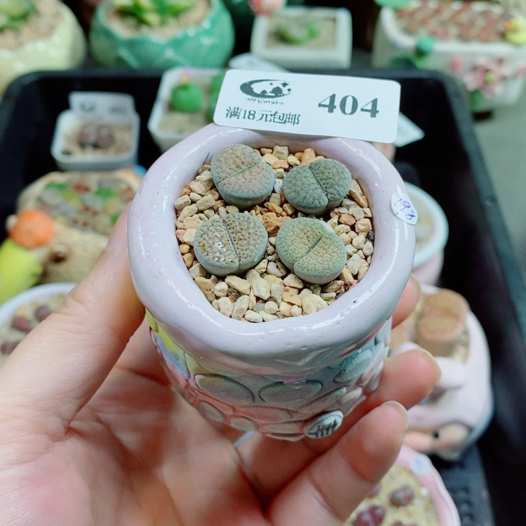 生石花花花花花花404