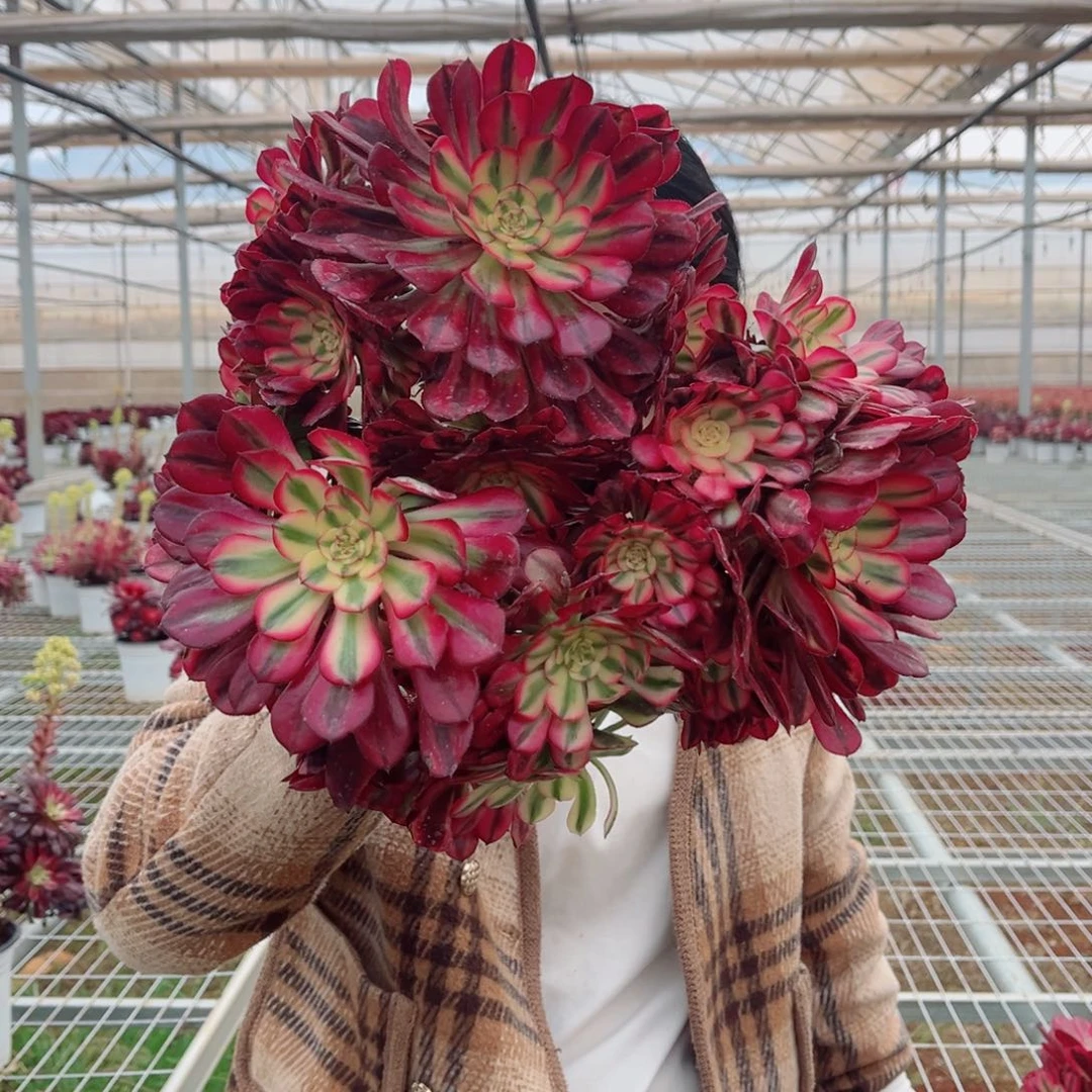 月婵组合3颗拼盘量拍组合