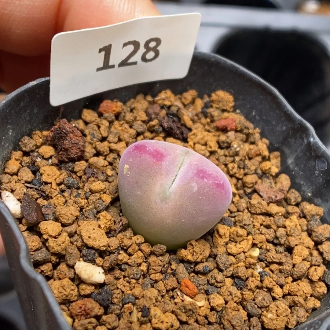 多肉植物肉锥杂交K-128