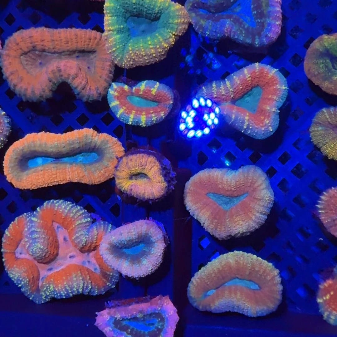 W***K菇珊瑚中间6个小甜筒脑