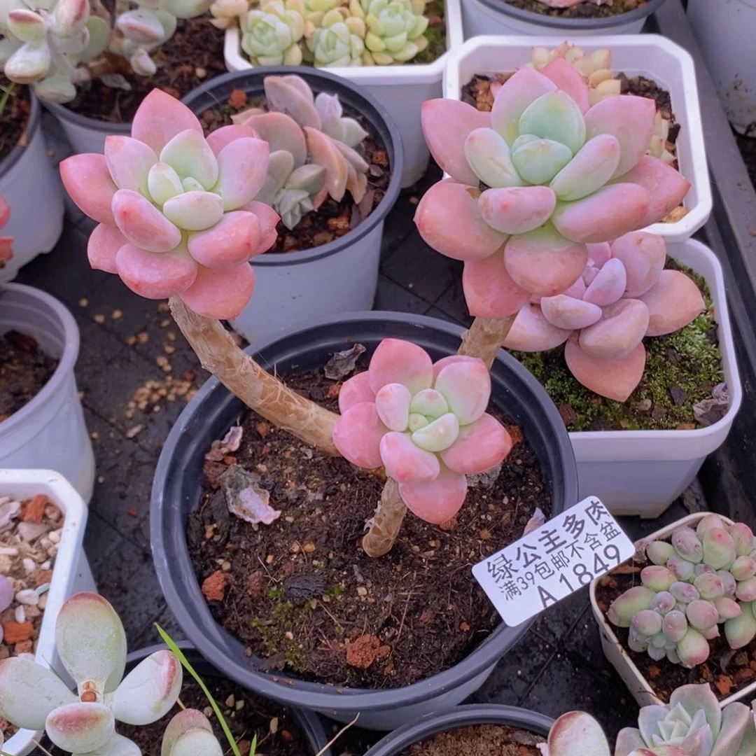 樱花洛神老桩1849多肉植物