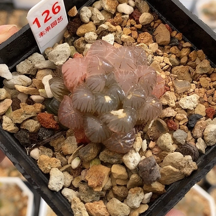 126姬玉露锦一物一拍