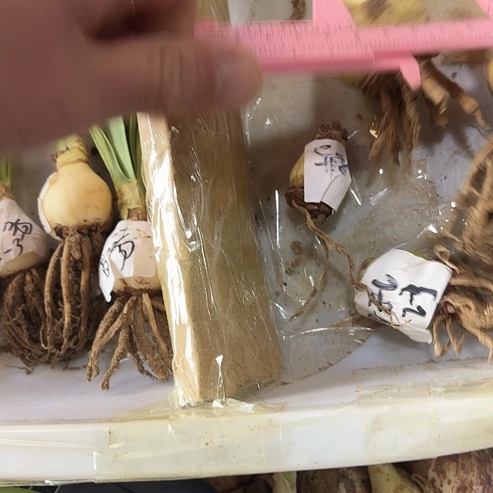 完全开放异域孔雀3.5-4.5，没脖子球