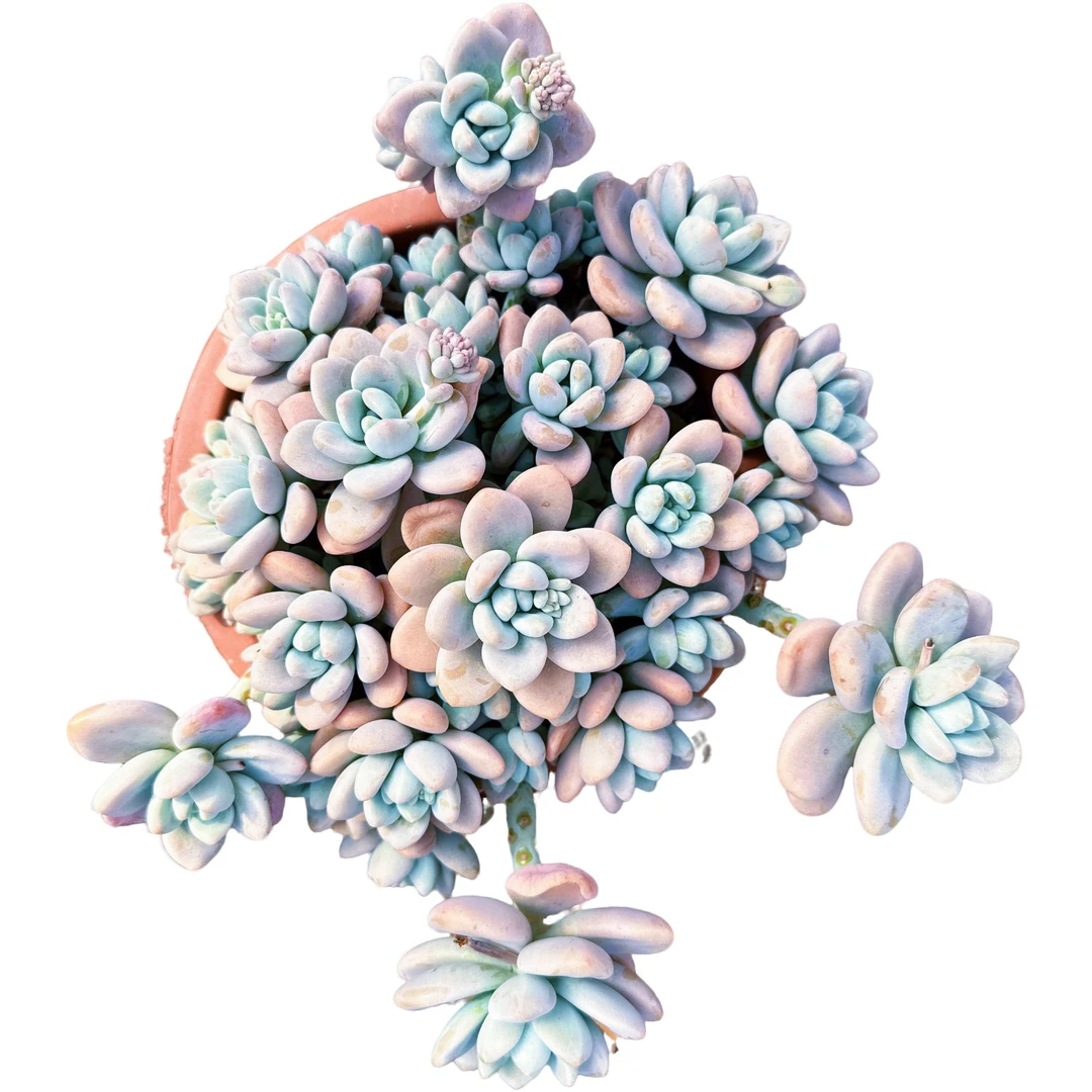 精控洛神    多肉植物