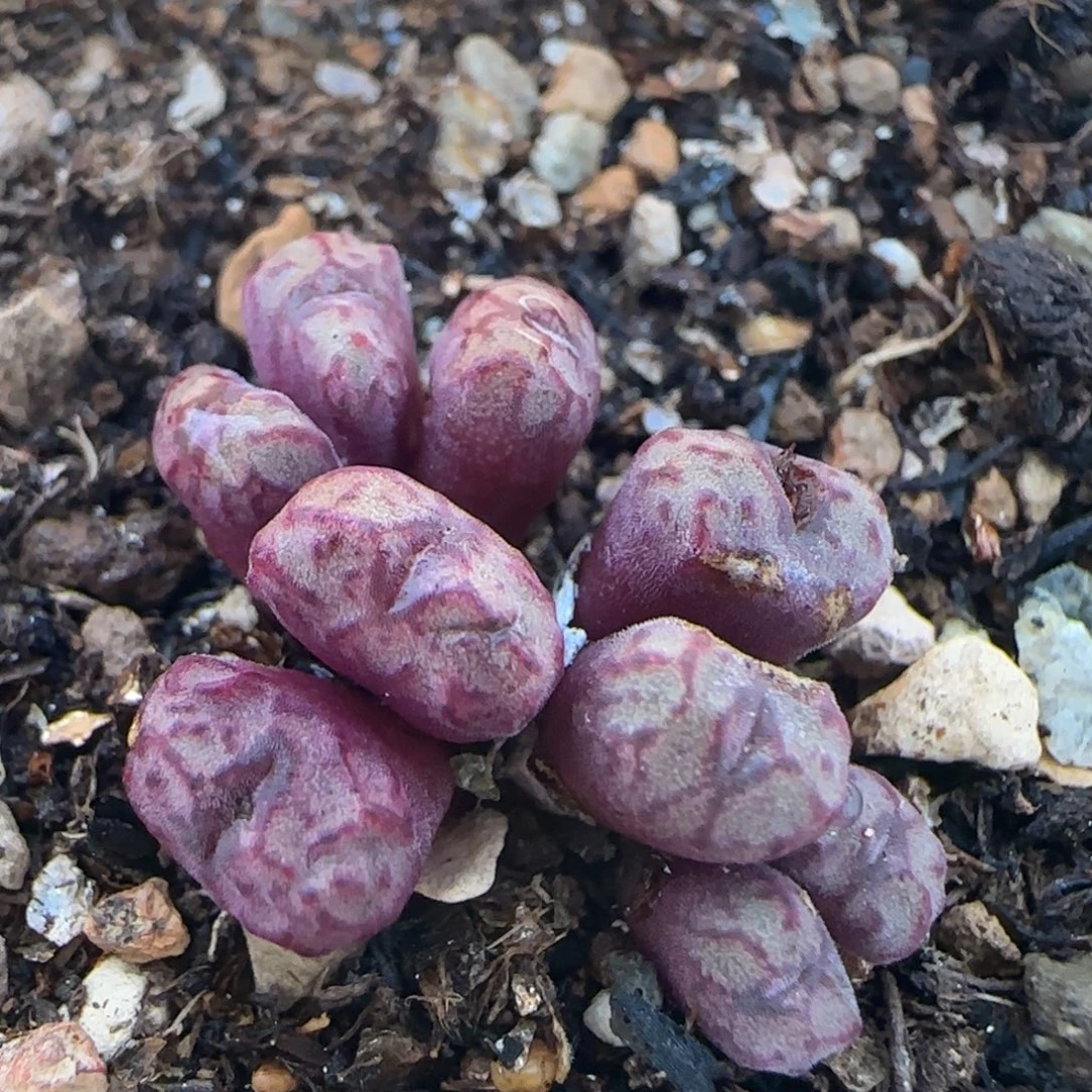 肉锥多肉植物百科