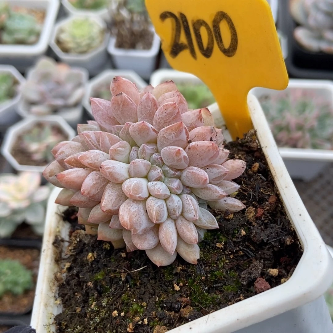 2100橙子缀多肉植物