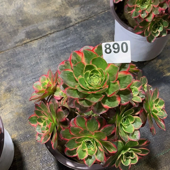 法师魅惑890000000