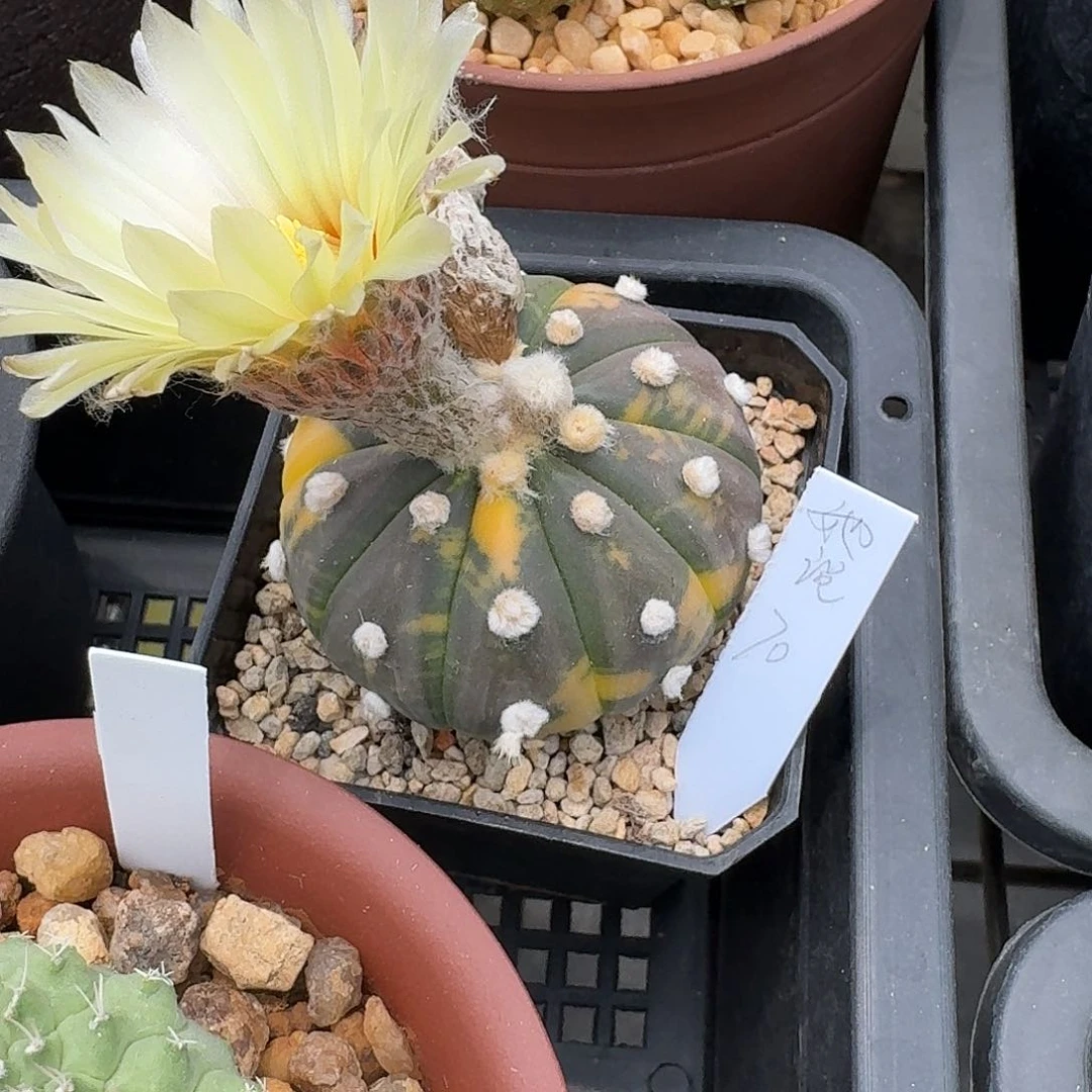 她*花花花花花花花