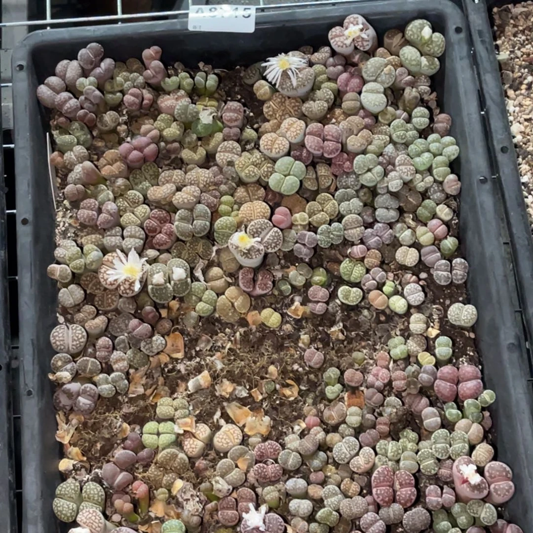 8715网纹福利筐1带土不售后