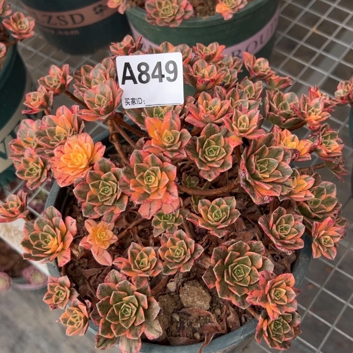 849甜茶22厘米左右