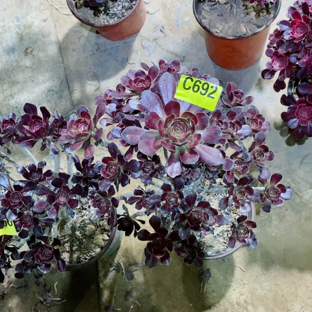 森***林黑法师多肉植物692