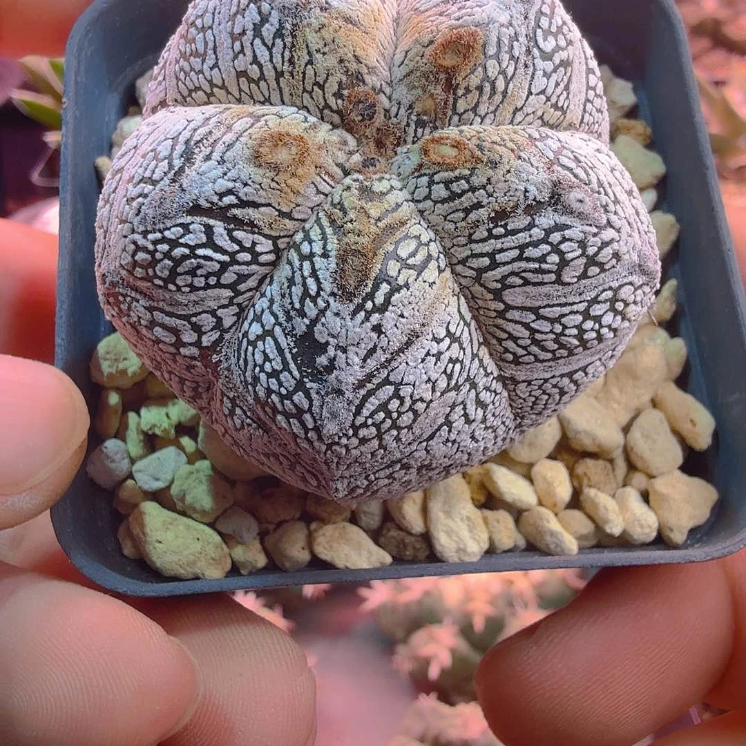 大白超ｖ恩冢多肉植物