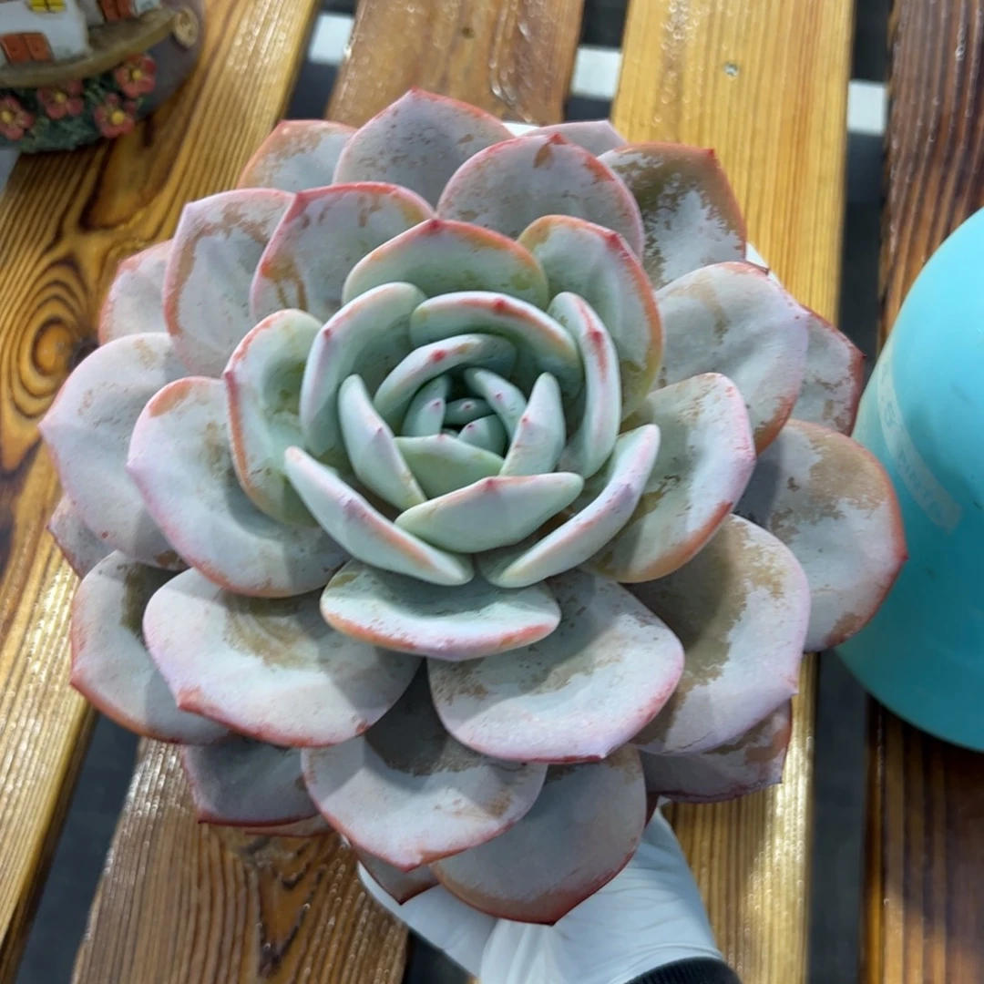 单头奶茶多肉植物