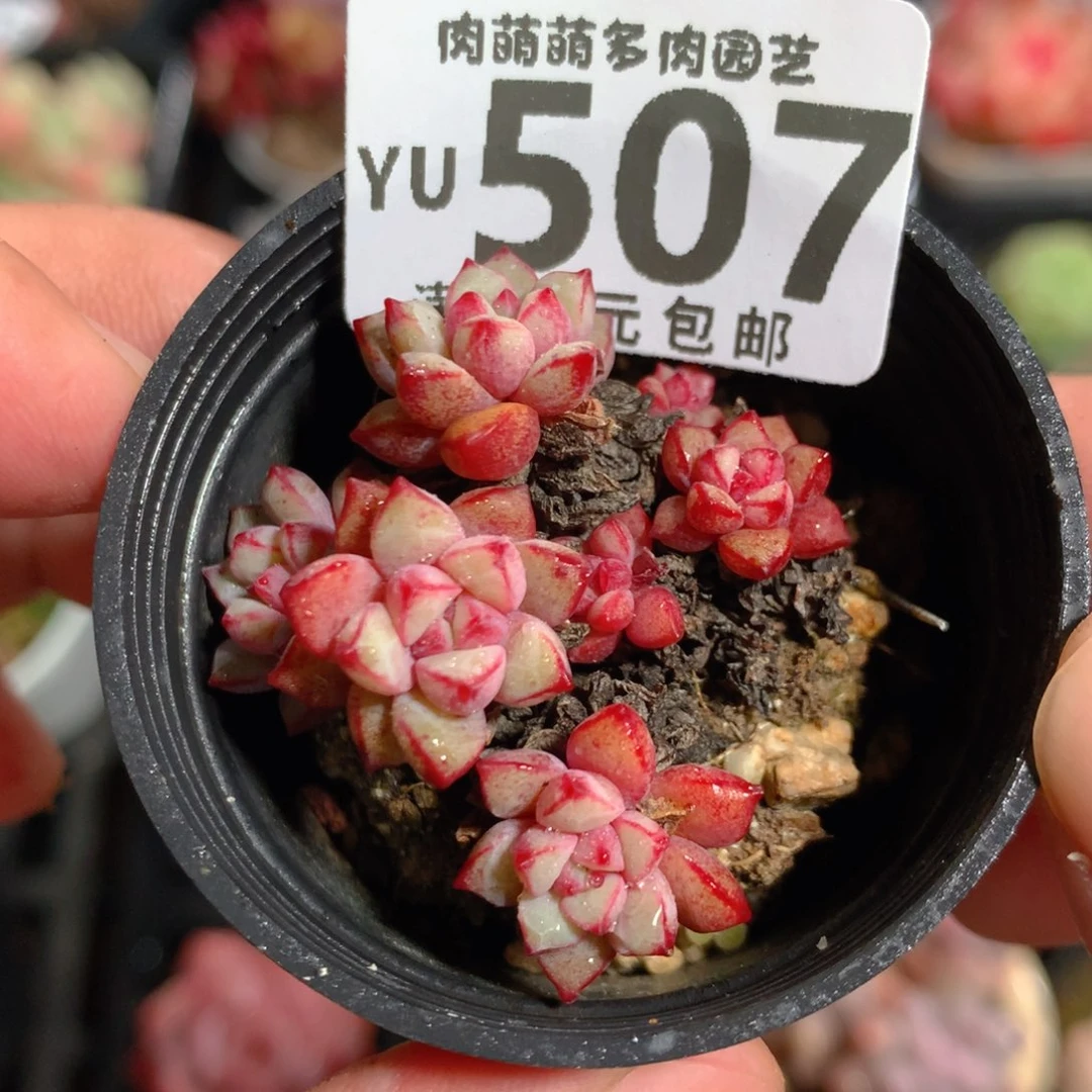 5CM拇指盆精控多肉YU507