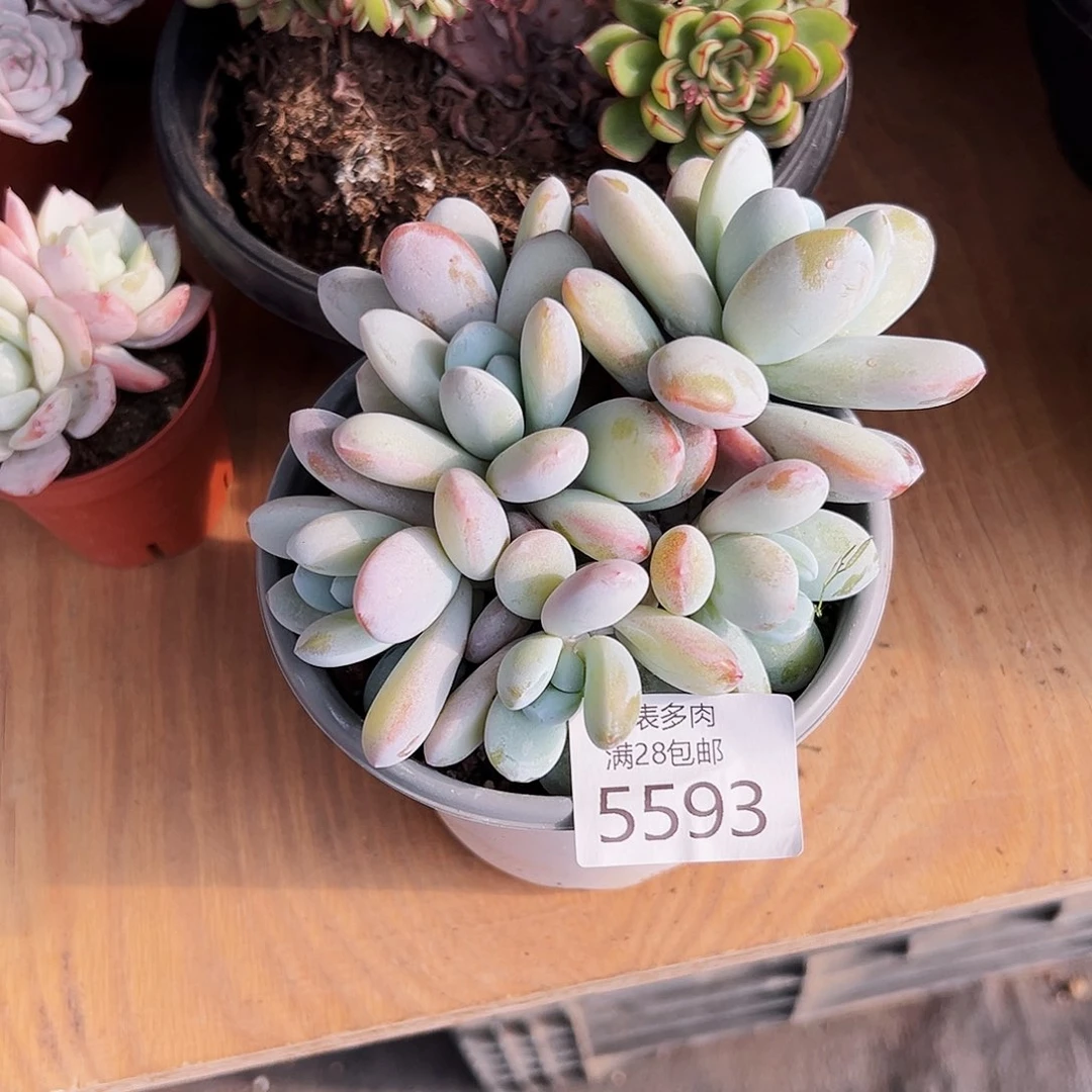 9号爱****肉我们的确是5593