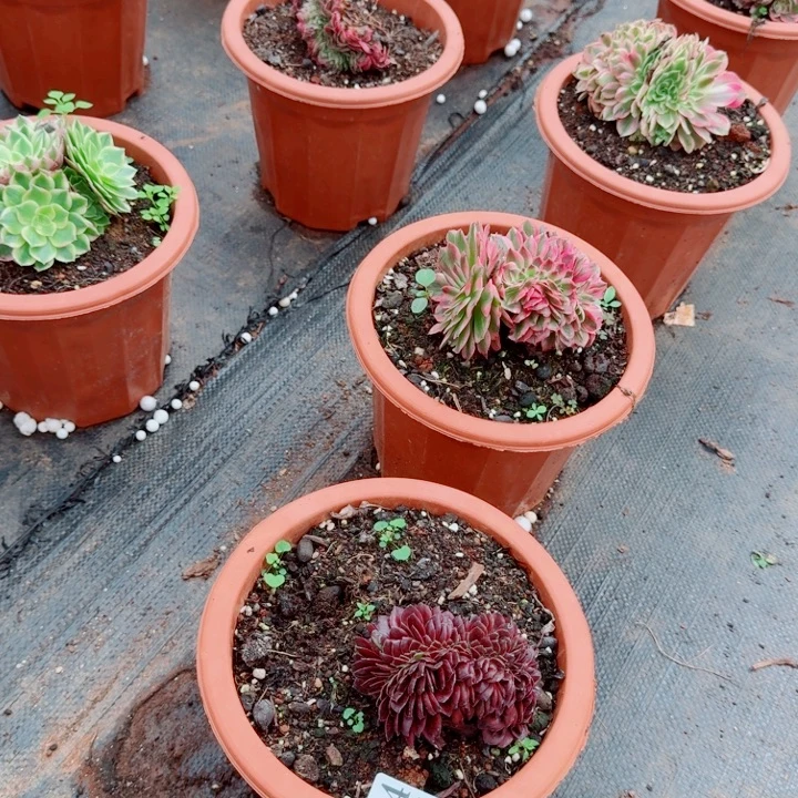384花花公子缀化多肉植物