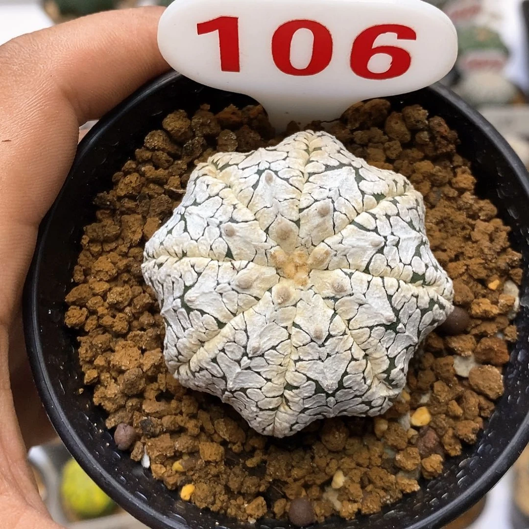106福利特价咯打榜加油