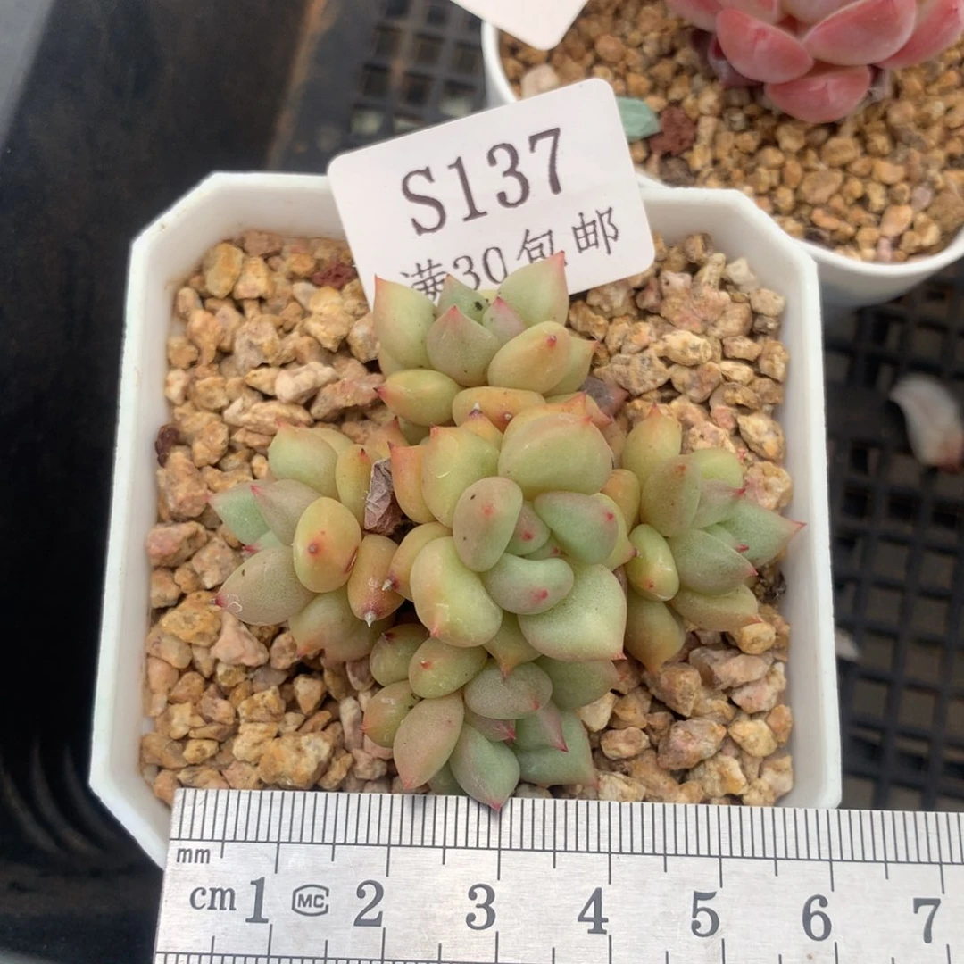 象牙五头捧花冠服5