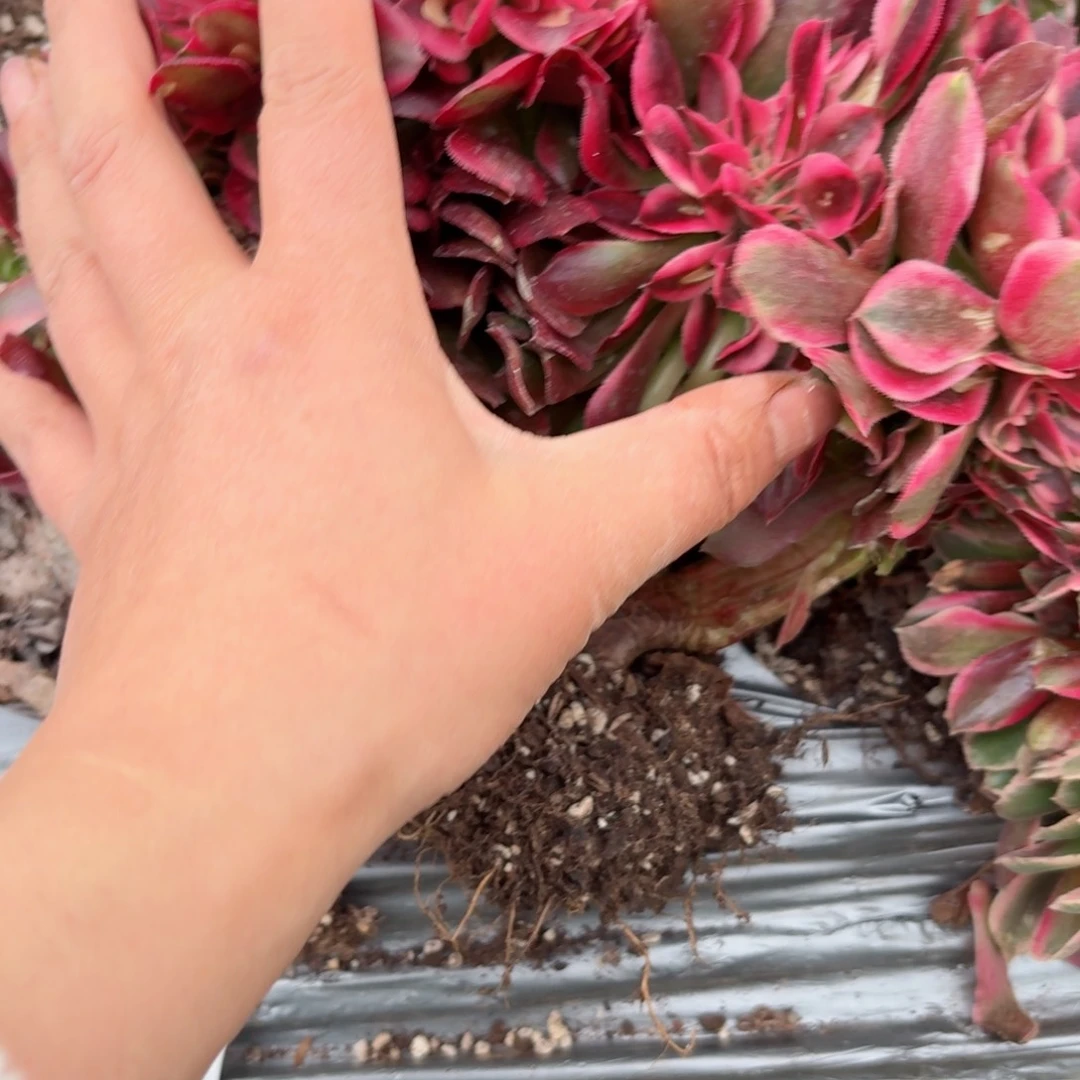 我8018 号多肉法师特价